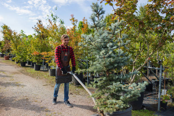 Best Tree Trimming and Pruning  in Bensville, MD